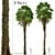 Coastal Carolina Palmetto Trees (2-Pack) 3D model small image 1