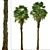 Coastal Carolina Palmetto Trees (2-Pack) 3D model small image 5
