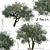 Koroneiki Olive Tree Set: A Pair of Greek Olea europaea Trees 3D model small image 1