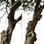 Koroneiki Olive Tree Set: A Pair of Greek Olea europaea Trees 3D model small image 3