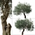 Koroneiki Olive Tree Set: A Pair of Greek Olea europaea Trees 3D model small image 4