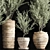 Indoor Olive Plant Set - Modern Design 3D model small image 5