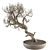 Dry Bonsai Plant Set: Indoor Serenity 3D model small image 1