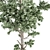 Evergreen Pine Tree Set 76 3D model small image 3