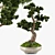 Handcrafted Bonsai Pinus Sylvestris: Miniature Living Art 3D model small image 1