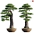 Miniature Pine Bonsai Tree 3D model small image 1