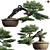  Pine Bonsai Tree: 3D Models & Textures 3D model small image 1