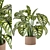 Indoor Plant Collection - Set 273: 3D Models 3D model small image 1