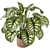 Indoor Plant Collection - Set 273: 3D Models 3D model small image 5