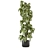 Indoor Plants Collection - Set 274: 3D Models for V-Ray and Corona 3D model small image 4