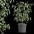 Ficus Benjamin Set: Vray & Corona Compatible 3D model small image 2