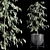 Ficus Benjamin Set: Vray & Corona Compatible 3D model small image 3