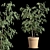 Ficus Benjamin Set: Vray & Corona Compatible 3D model small image 4