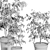 Ficus Benjamin Set: Vray & Corona Compatible 3D model small image 5
