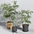 Ficus Benjamin Set: Vray & Corona Compatible 3D model small image 6