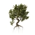 Majestic Old Olive Tree 3D Model 3D model small image 4
