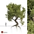 Majestic Ancient Olive Tree 3D model small image 1