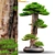 Exquisite Bonsai: 1.7m of Natural Beauty 3D model small image 1