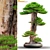 Exquisite Bonsai: 1.7m of Natural Beauty 3D model small image 5