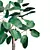 Exquisite Ficus Benghalensis Tree 3D model small image 3