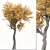 Golden Guardians: Set of 2 Euphrates Poplar Trees 3D model small image 3