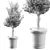 Potted Blossom Tree 3D model small image 4
