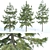 Evergreen Conifer Trees Collection 3D model small image 1