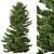 Evergreen Red Spruce Tree: Authentic North American Species 3D model small image 5