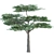 Elegant Acacia Trees: Volume 87 3D model small image 2