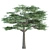 Elegant Acacia Trees: Volume 87 3D model small image 3