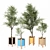 Elegant Indoor Ornamental Olive Trees 3D model small image 1