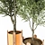 Elegant Indoor Ornamental Olive Trees 3D model small image 2