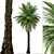 Cliff Date Palm Duo: Phoenix rupicola Trees 3D model small image 3