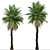 Cliff Date Palm Duo: Phoenix rupicola Trees 3D model small image 4
