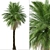 Cliff Date Palm Duo: Phoenix rupicola Trees 3D model small image 6