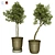 Indoor Olive Trees - Vol. 52 3D model small image 1