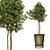 Indoor Olive Trees - Vol. 52 3D model small image 3