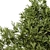 Indoor Olive Trees - Vol. 52 3D model small image 4