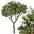 Fruit Trees - Orange Duo 3D model small image 3