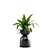 Tropical Indoor Plants Pack 3D model small image 6