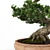 Miniature Bonsai Tree Replica 3D model small image 5