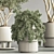 Modern Indoor Plant Set 3D 3D model small image 6