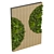 Premium Plant Collection 331: Fitowall Leaf 3D model small image 2