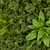 Premium Plant Collection 331: Fitowall Leaf 3D model small image 5