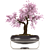 Serene Bonsai Tree Model 3D model small image 1