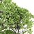 Premium Outdoor Trees Collection Vol.93 3D model small image 4