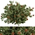  Blooming Bush Set 75 3D model small image 1