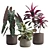 Exotic Indoor Plants Pack 14 3D model small image 1