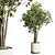 Benjamin Ficus Tree & Concrete Vase 3D model small image 1