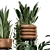 Rusty Concrete Pot Indoor Plants 3D model small image 5